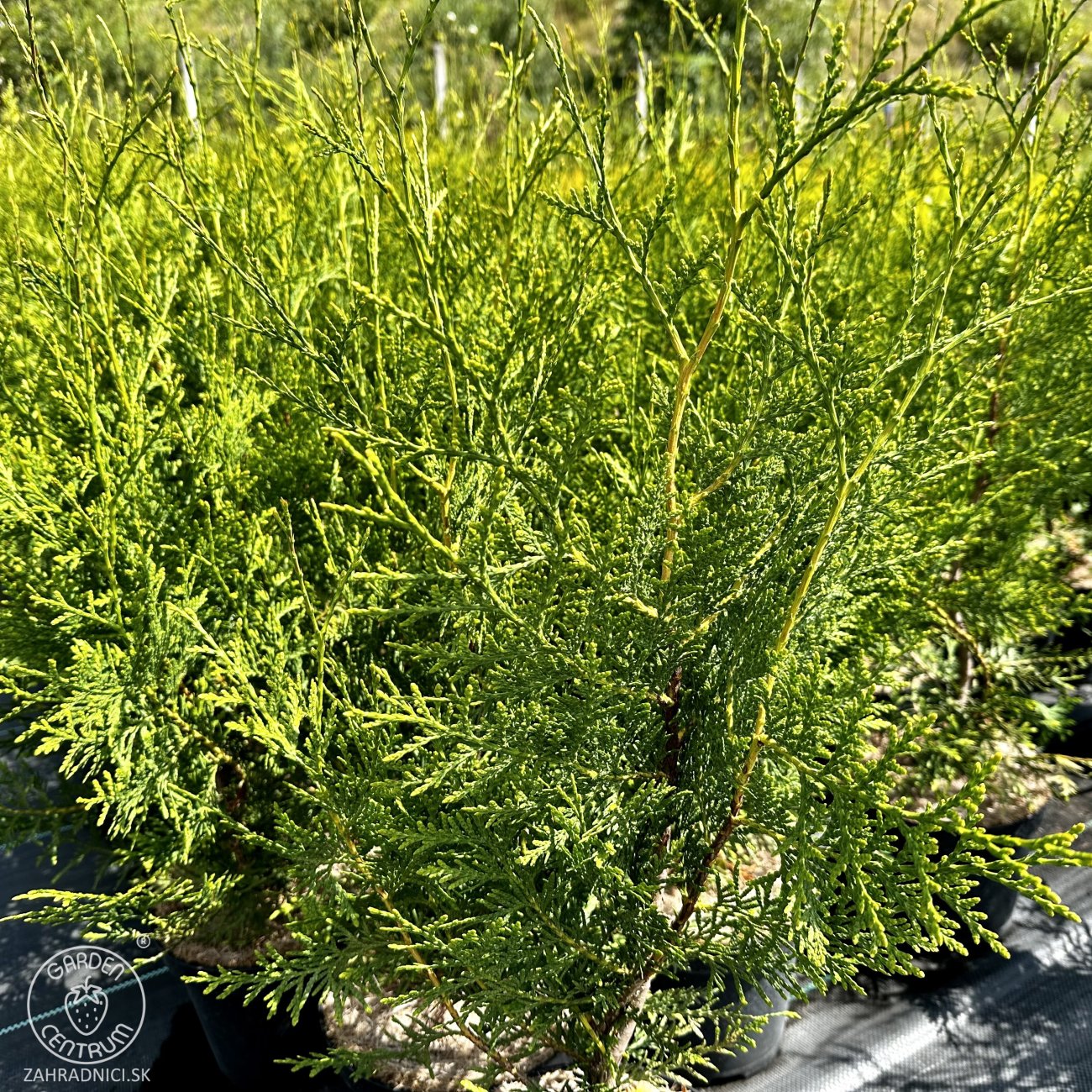 Obrázok Tuja západná (Thuja occidentalis) ´BRABANT´ - výška 50-60 cm, kont. C2L